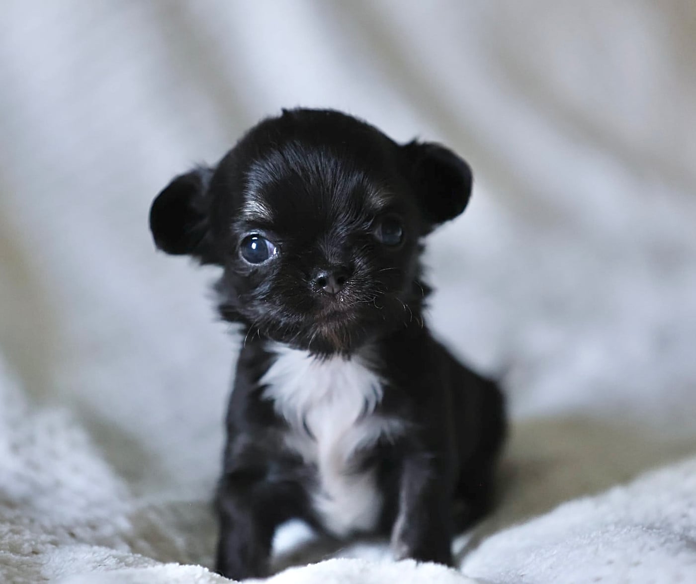 Chiot N°2