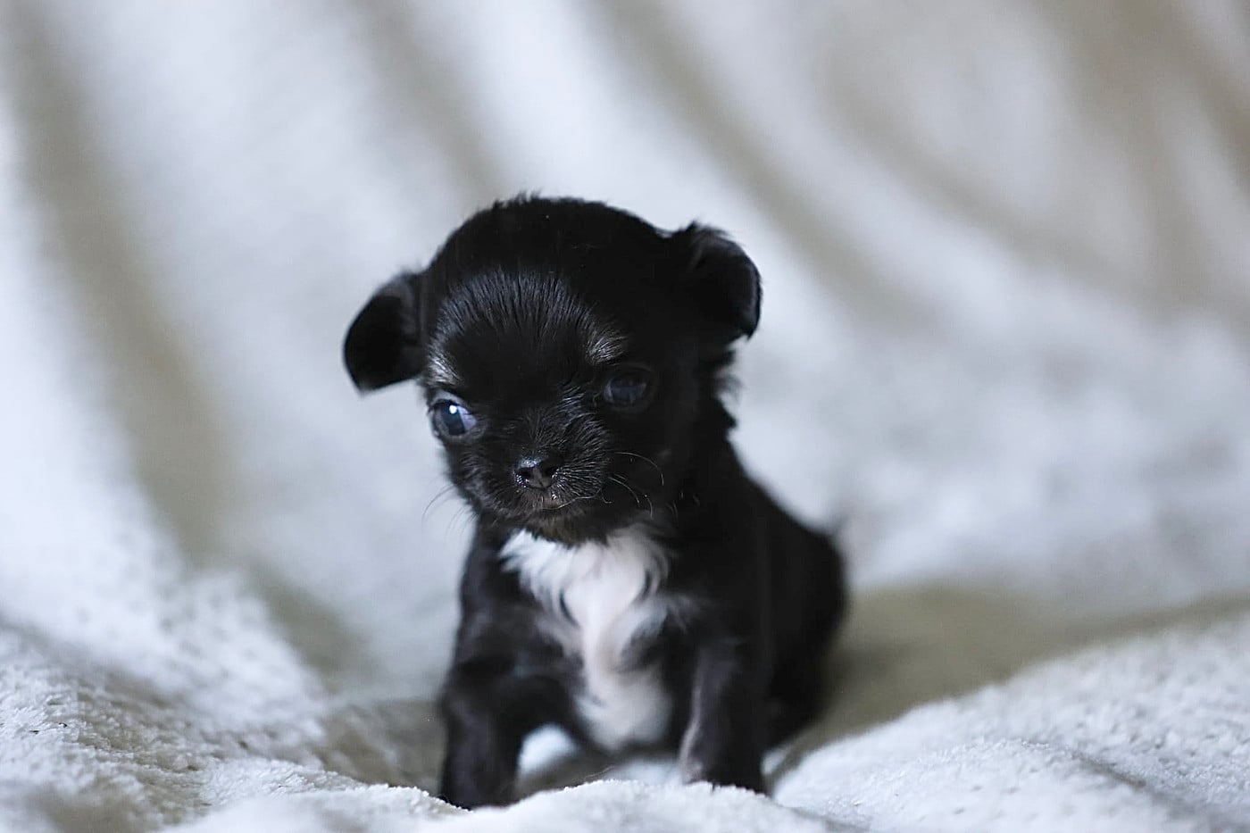 Chiot N°2