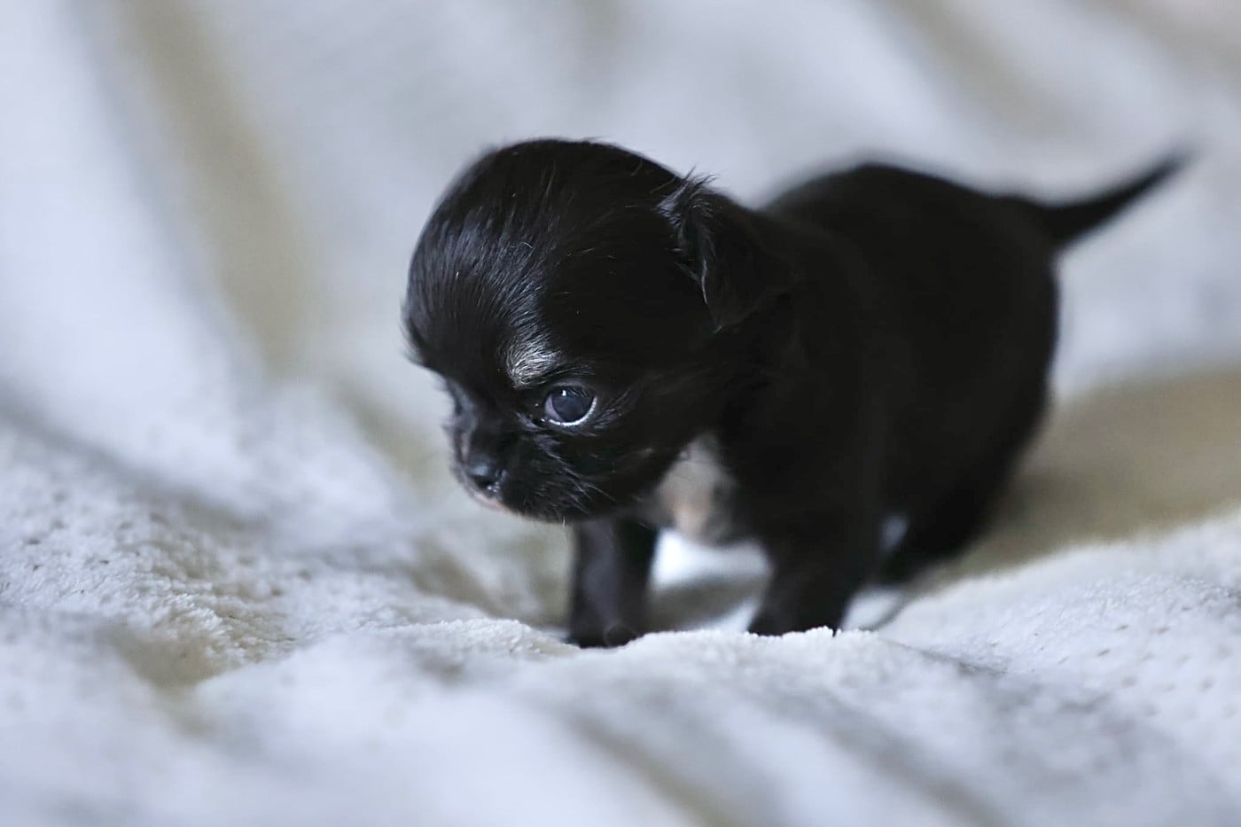 Chiot N°2