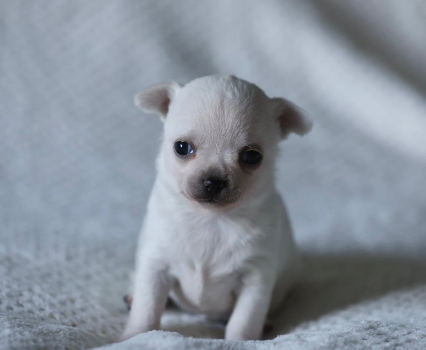 Chiot N°4