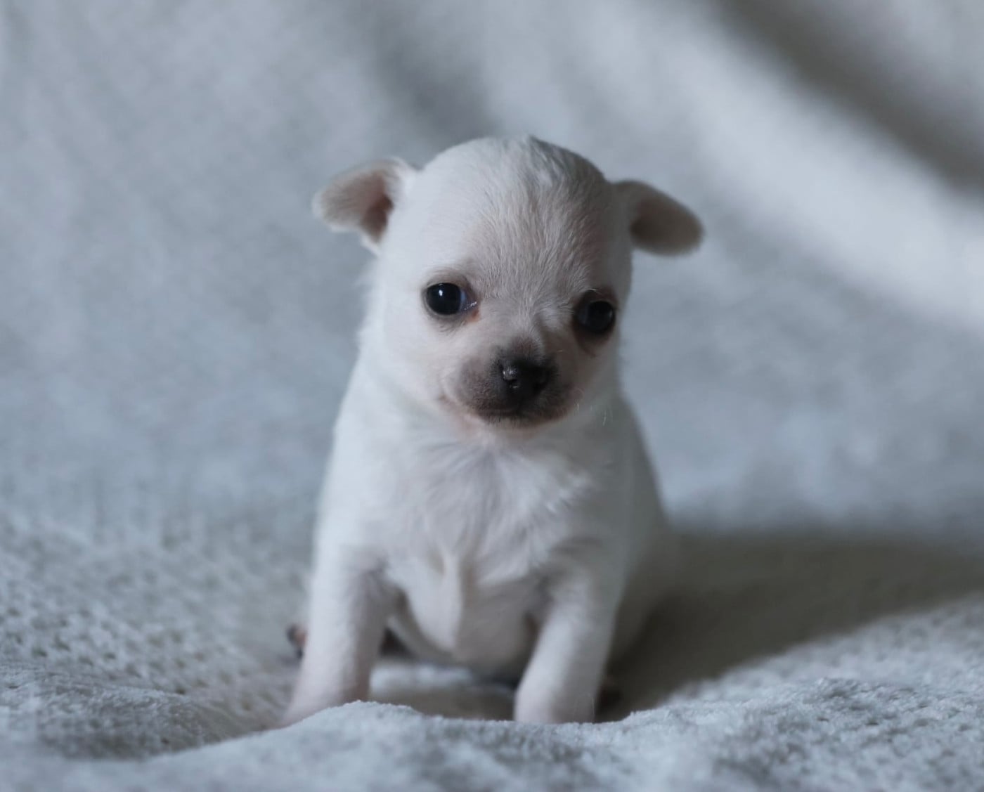 Chiot N°4