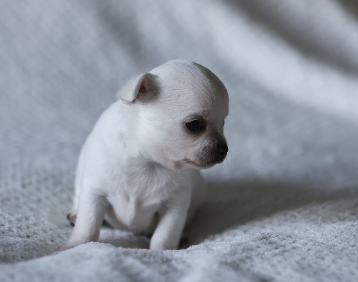 Chiot N°4