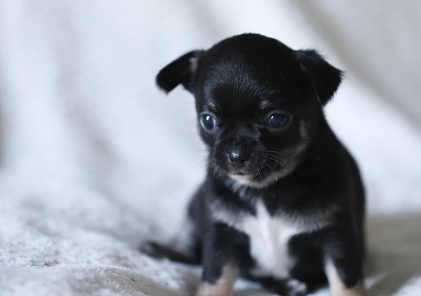 Chiot N°3