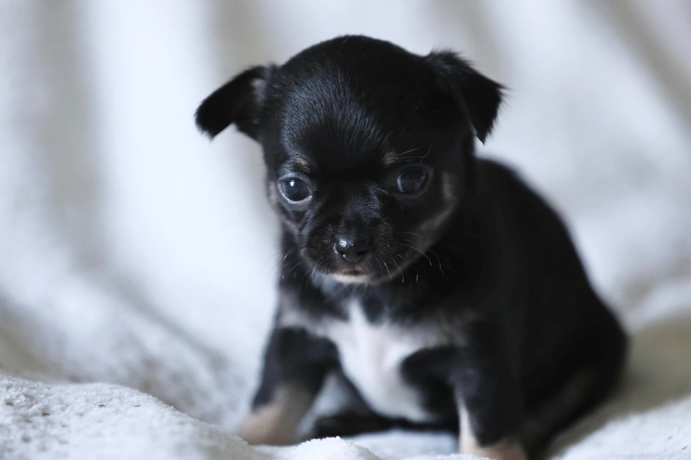 Chiot N°3