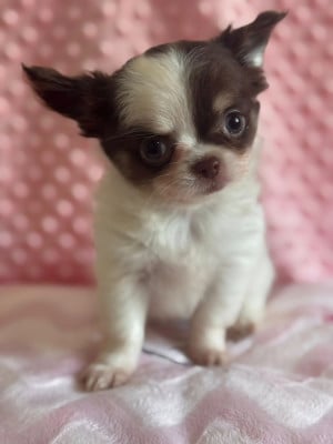 Les chiots de Chihuahua