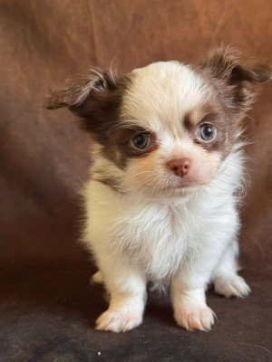 Les chiots de Chihuahua