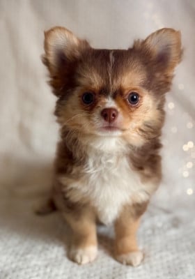 Les chiots de Chihuahua