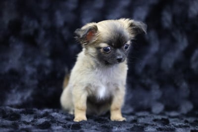 Les chiots de Chihuahua