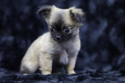 Les chiots de Chihuahua