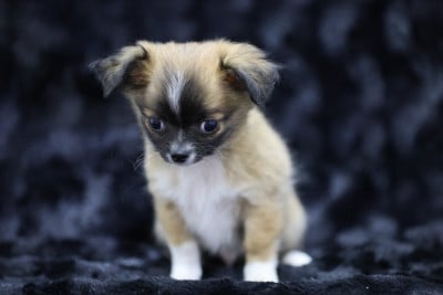 Les chiots de Chihuahua