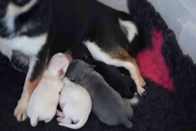 Les chiots de Chihuahua