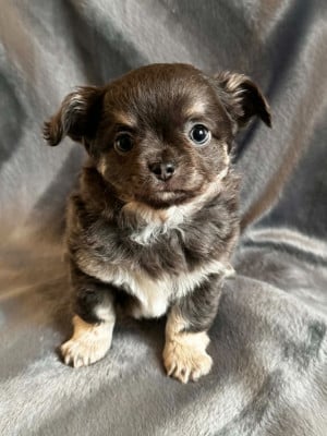 Les chiots de Chihuahua