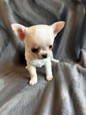 Les chiots de Chihuahua