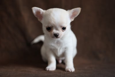 Les chiots de Chihuahua