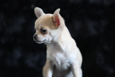 Chiot N°3 - Chihuahua