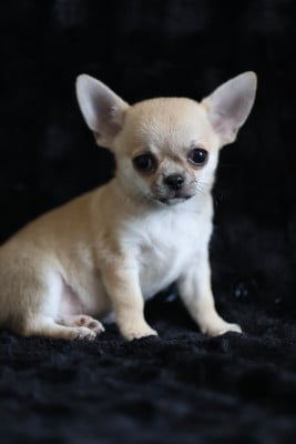 Chihuahua