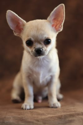 Les chiots de Chihuahua