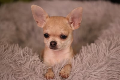 Les chiots de Chihuahua