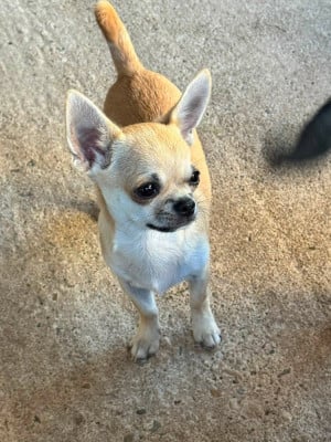 Chihuahua