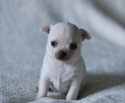 Les chiots de Chihuahua