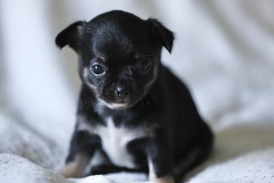Les chiots de Chihuahua