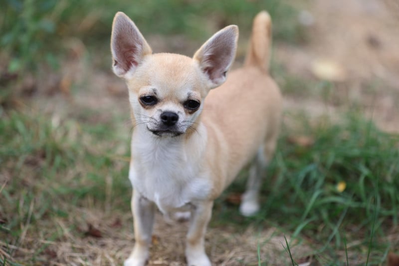 Chihuahua - Du royaume de Matiliane