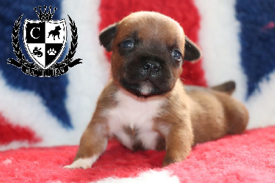 CHIOT 2 - Staffordshire Bull Terrier