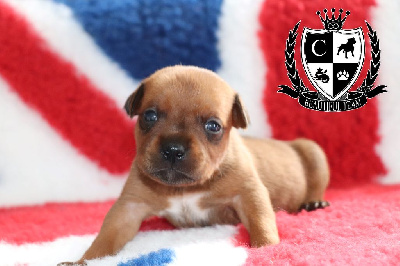 CHIOT 1 - Staffordshire Bull Terrier
