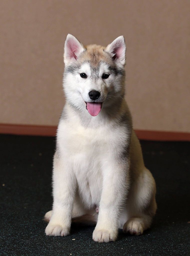 Publication : Fablehaven