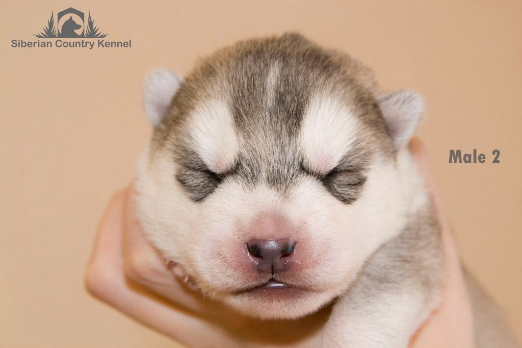 Publication : Fablehaven