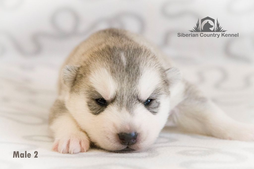 Publication : Fablehaven