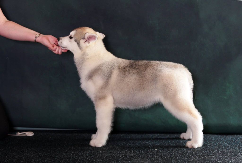 Publication : Fablehaven