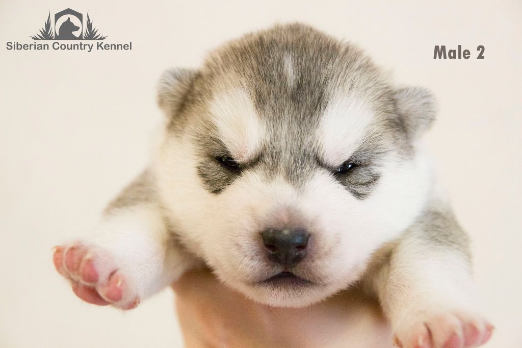 Publication : Fablehaven