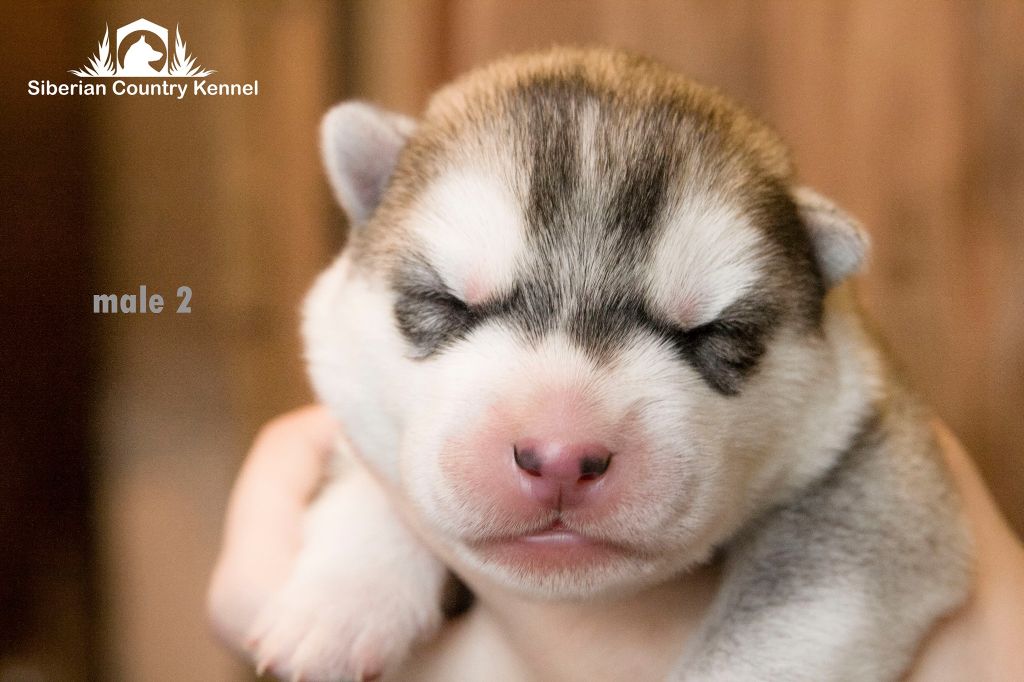 Publication : Fablehaven