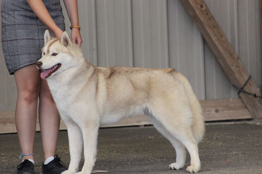 artiqueloups Nothing but a sweetheart - Excellente Intermédiaire Femelle, sélectionnée pour le lendemain