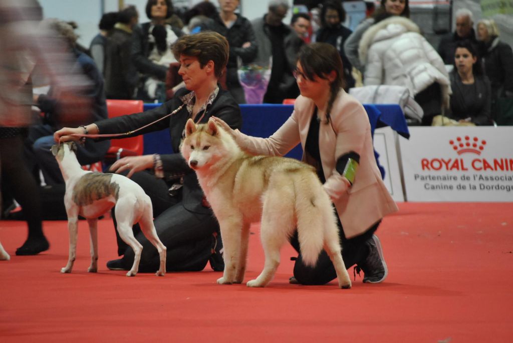 artiqueloups Nothing but a sweetheart - 1er Très Prometteur Puppy Femelle, BOB, sélectionnée sur le ring d'honneur