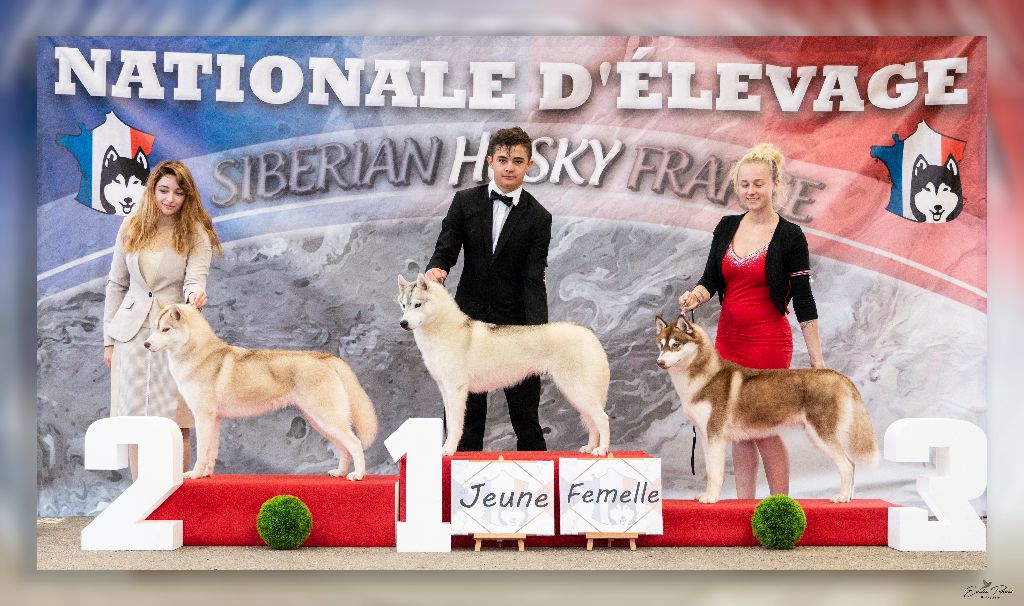 artiqueloups Nothing but a sweetheart - Vice Championne de France, 2ième Excellente Jeune Femelle