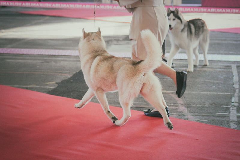 artiqueloups Nothing but a sweetheart - 1er Excellent Jeune Femelle, BOB, sélectionnée sur le ring d'honneur