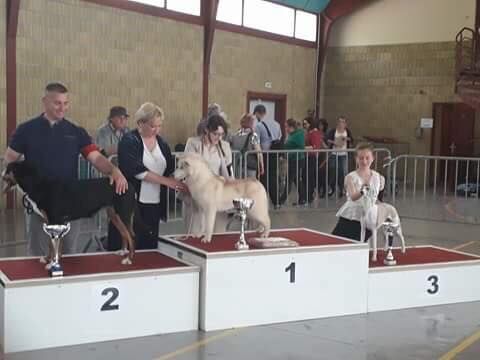 artiqueloups Nothing but a sweetheart - 1er Très Prometteur Puppy Femelle, BOB, BIS Puppy