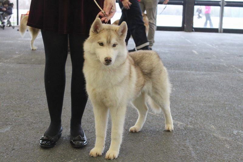 artiqueloups Nothing but a sweetheart - 1er Très Prometteur Baby Femelle, BOB, sélectionnée sur le ring d'honneur