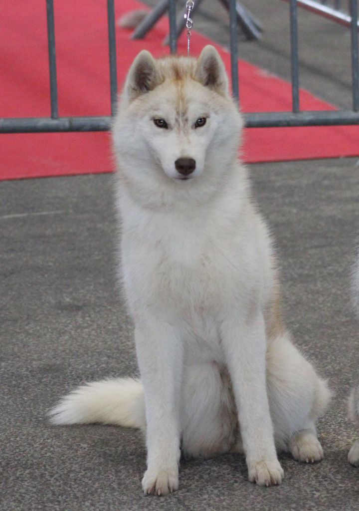 artiqueloups Nothing but a sweetheart - 1er Très Prometteur Puppy Femelle, BOB