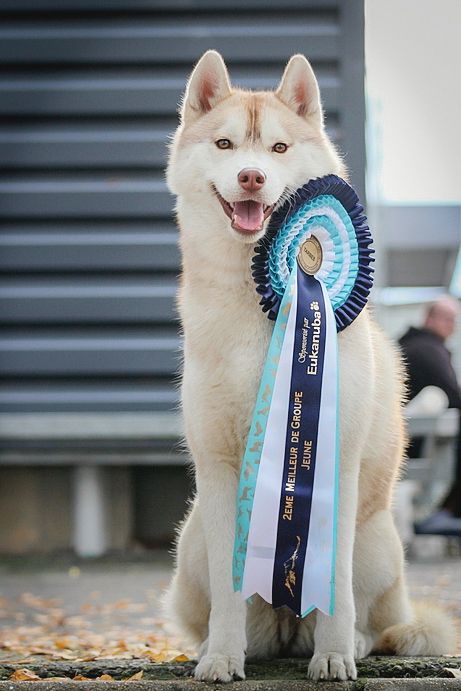 artiqueloups Nothing but a sweetheart - 1er Excellent Jeune Femelle, BOB, rBOG