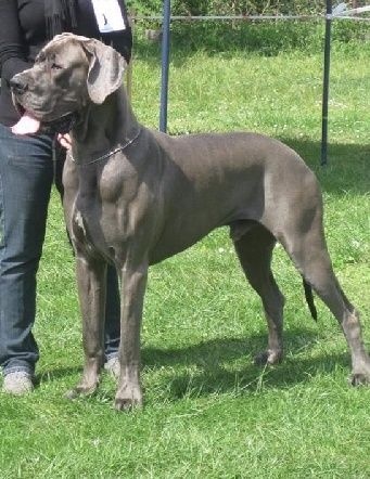 CH. Irossan de l'Orangerie des perles rares - Classe Jeune : 1 er Excellent - Jeune Champion du Luxembourg