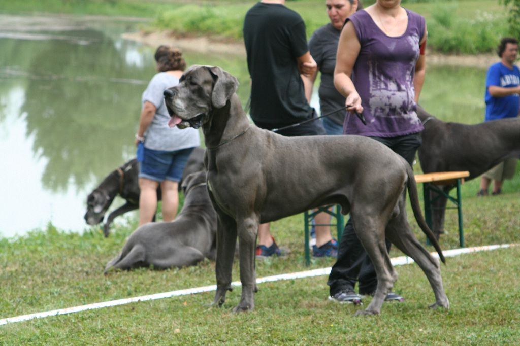 CH. Irossan de l'Orangerie des perles rares - Classe ouverte : 1er Excellent CACS CACIB - Meilleur de race