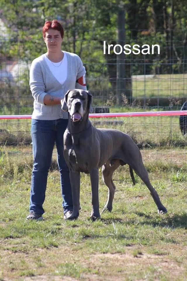 CH. Irossan de l'Orangerie des perles rares - Classe Ouverte : 2ème Excellent R-CACS