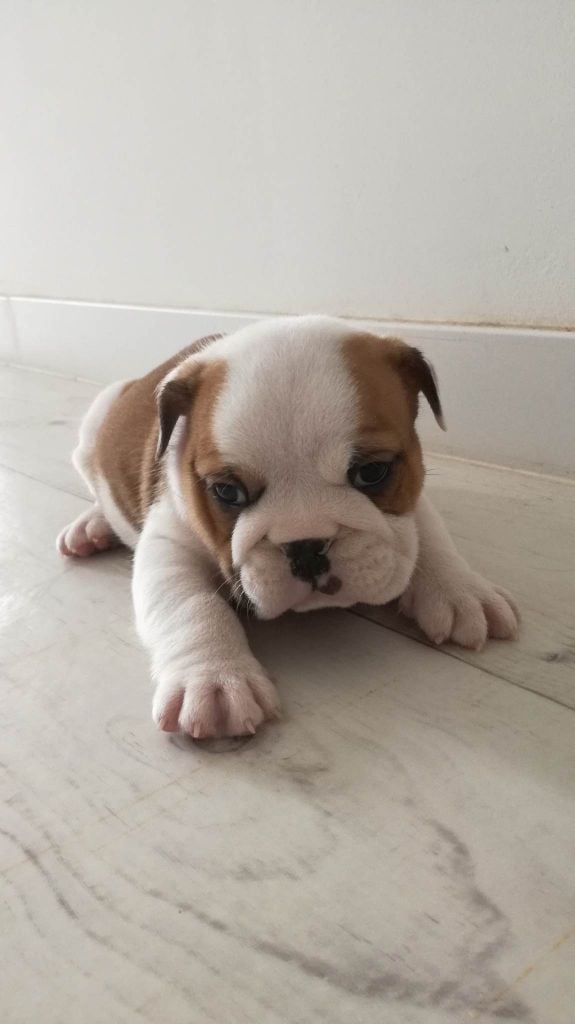 CHIOT - Bulldog Anglais