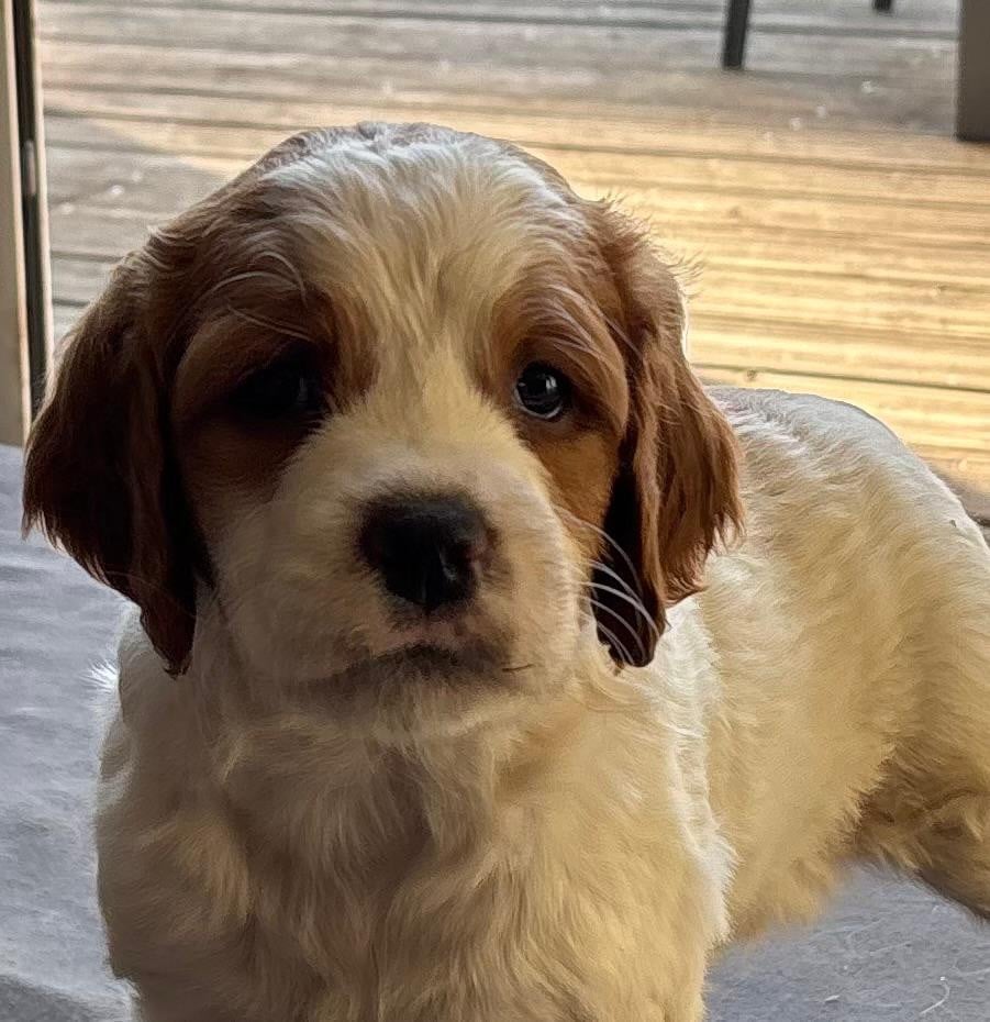CHIOT 1