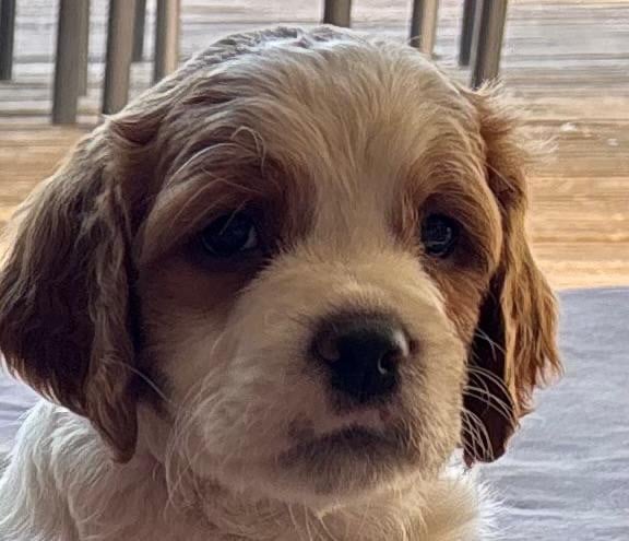 CHIOT 1