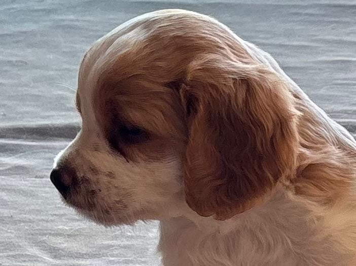 CHIOT 1