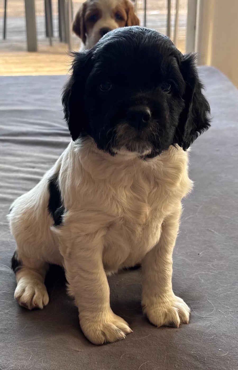 CHIOT 2